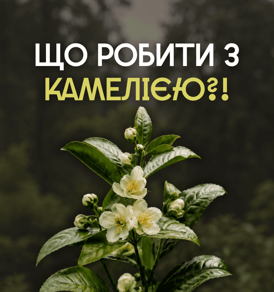 Що робити з камелією, щоб вона перетворилась на чай